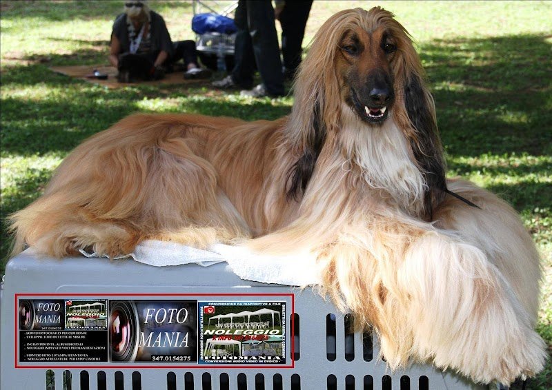 Toelettatura Beauty Pet - Foto 5