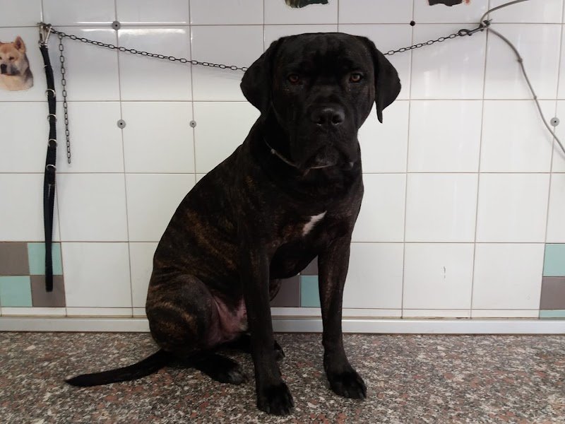 Toelettatura Beauty Pet - Foto 6