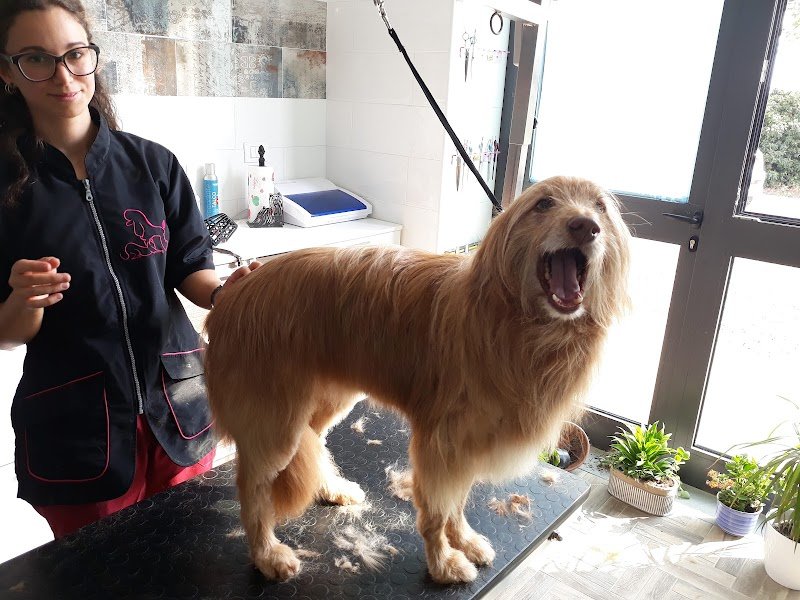 Toelettatura Beauty Room - Foto 1