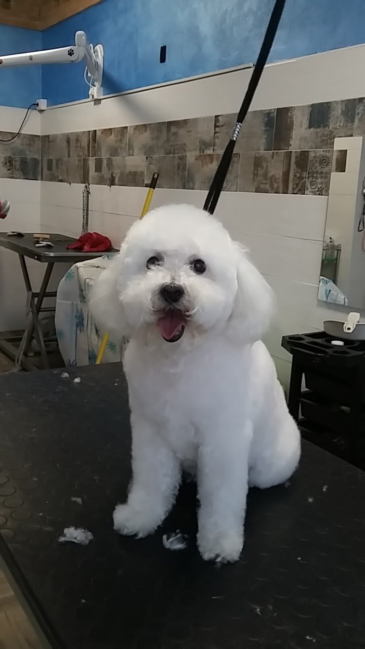 Toelettatura Beauty Room - Foto 2