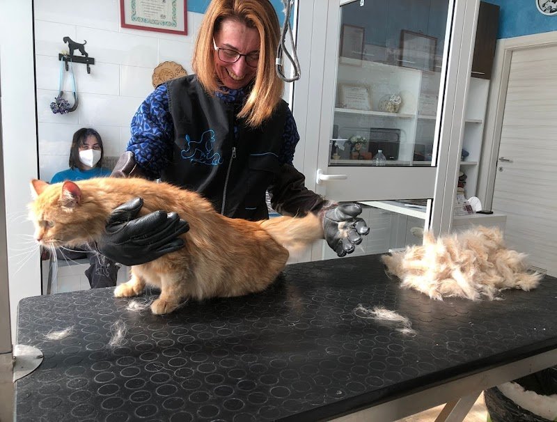 Toelettatura Beauty Room - Foto 3