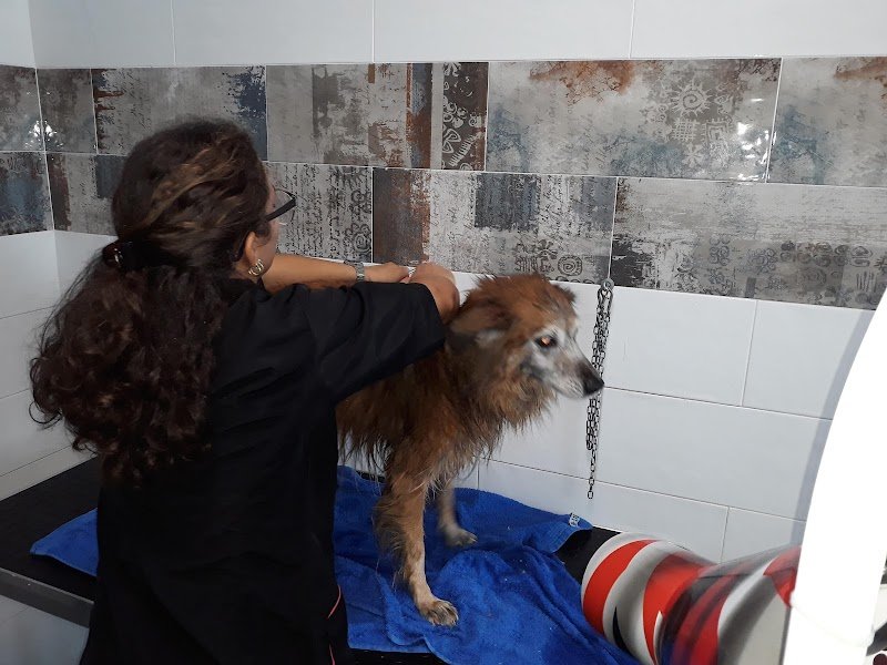 Toelettatura Beauty Room - Foto 6