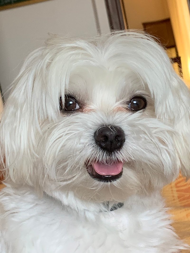 Toelettatura Beauty Salon - Foto 1