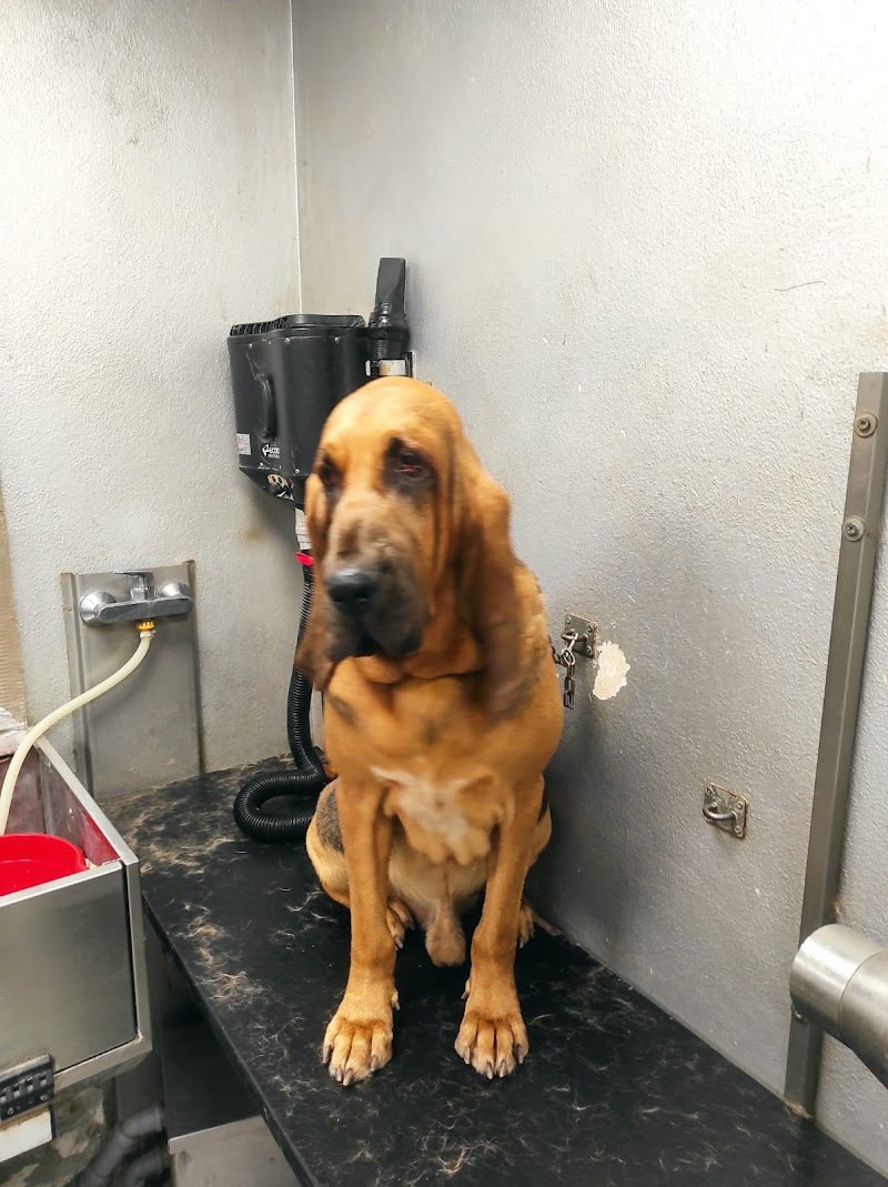 Toelettatura Beethoven - Foto 1