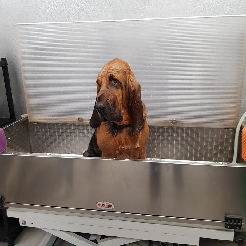 Toelettatura Beethoven - Foto 3