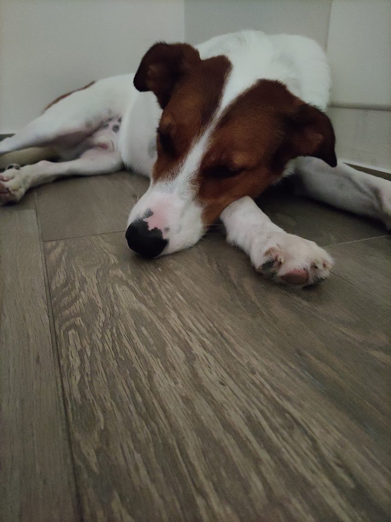 Toelettatura Beethoven - Foto 4