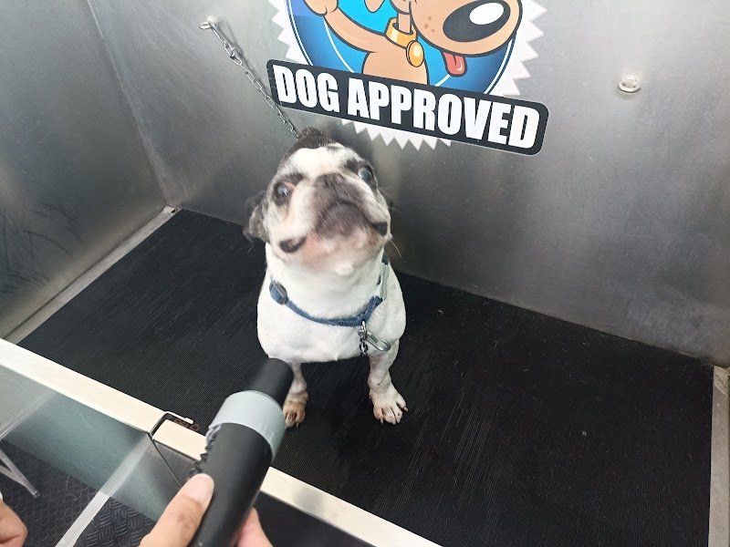 Toelettatura Bellezza a 4 zampe & Lavaggio Cani Self-service - Foto 1