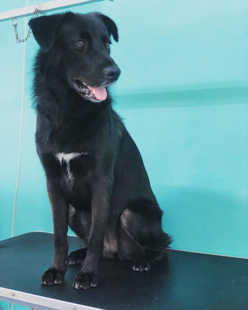 Toelettatura Bellezza a 4 zampe & Lavaggio Cani Self-service - Foto 3