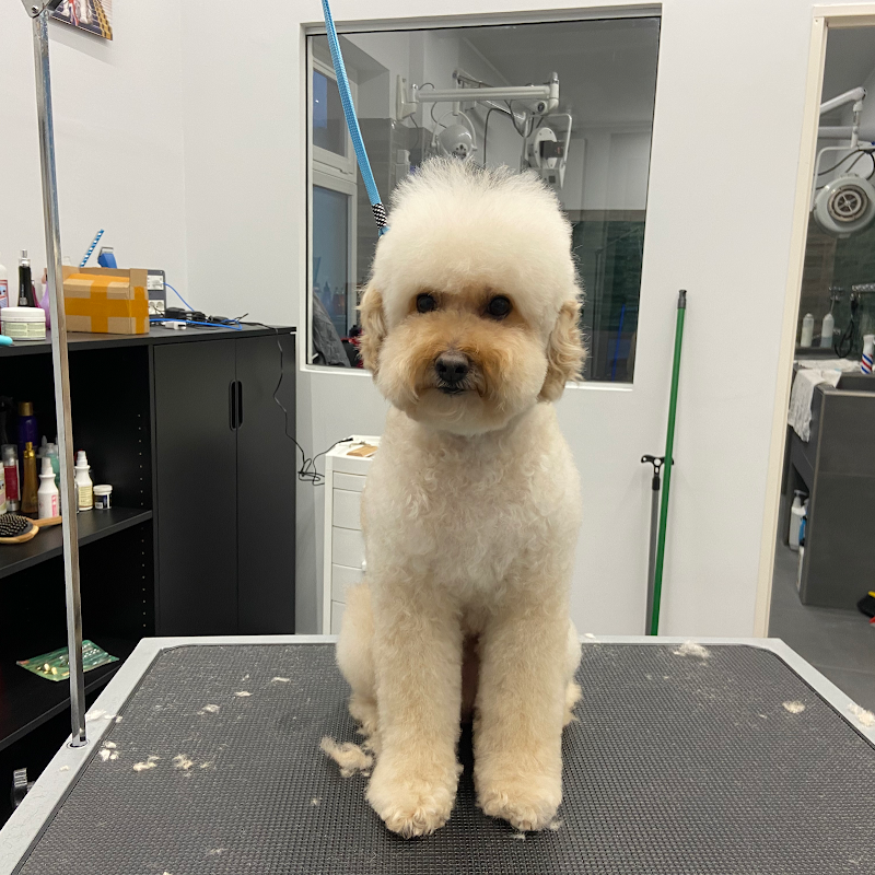 Toelettatura Belli al bagno - Foto 1