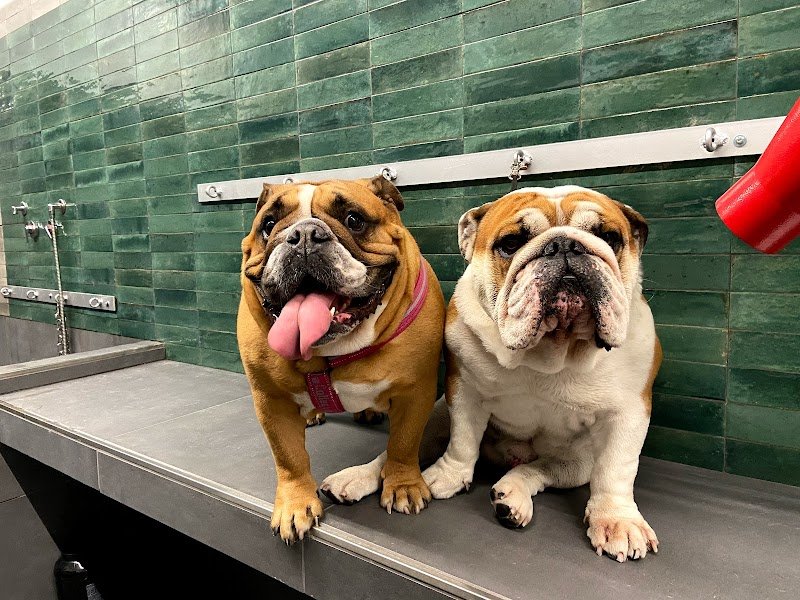 Toelettatura Belli al bagno - Foto 4