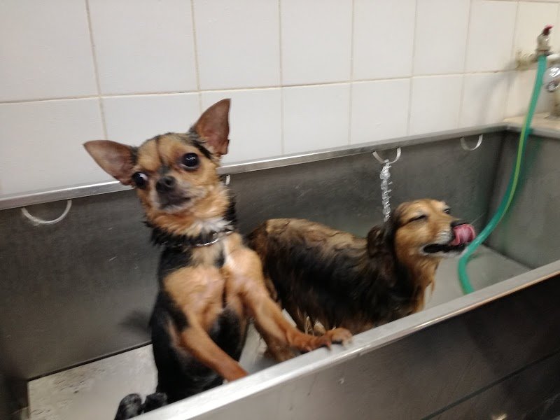 Toelettatura Belli al bagno - Foto 5