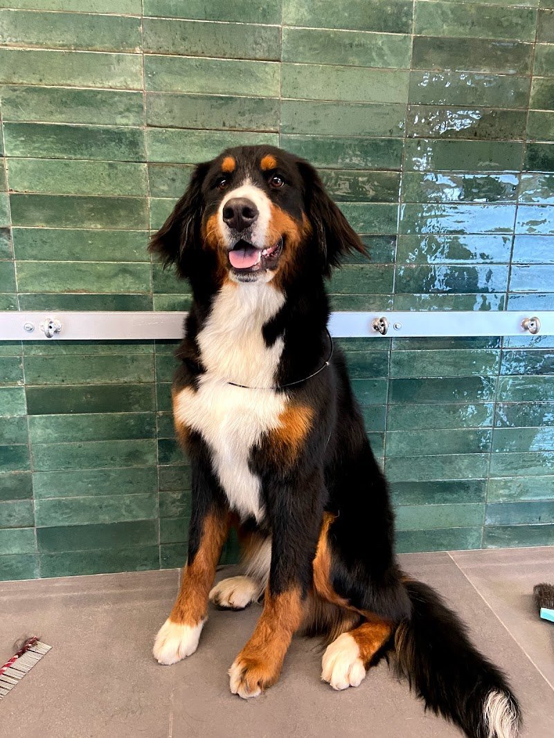 Toelettatura Belli al bagno - Foto 6