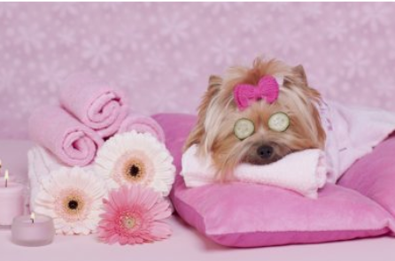 Toelettatura bolle e coccole - Foto 1