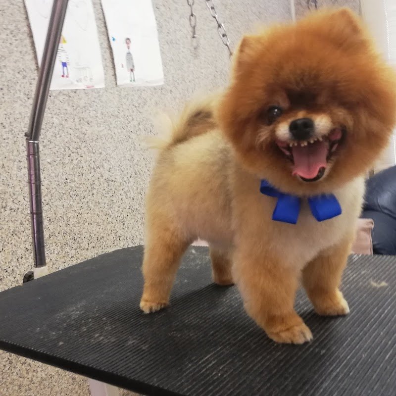 Toelettatura bolle e coccole - Foto 2