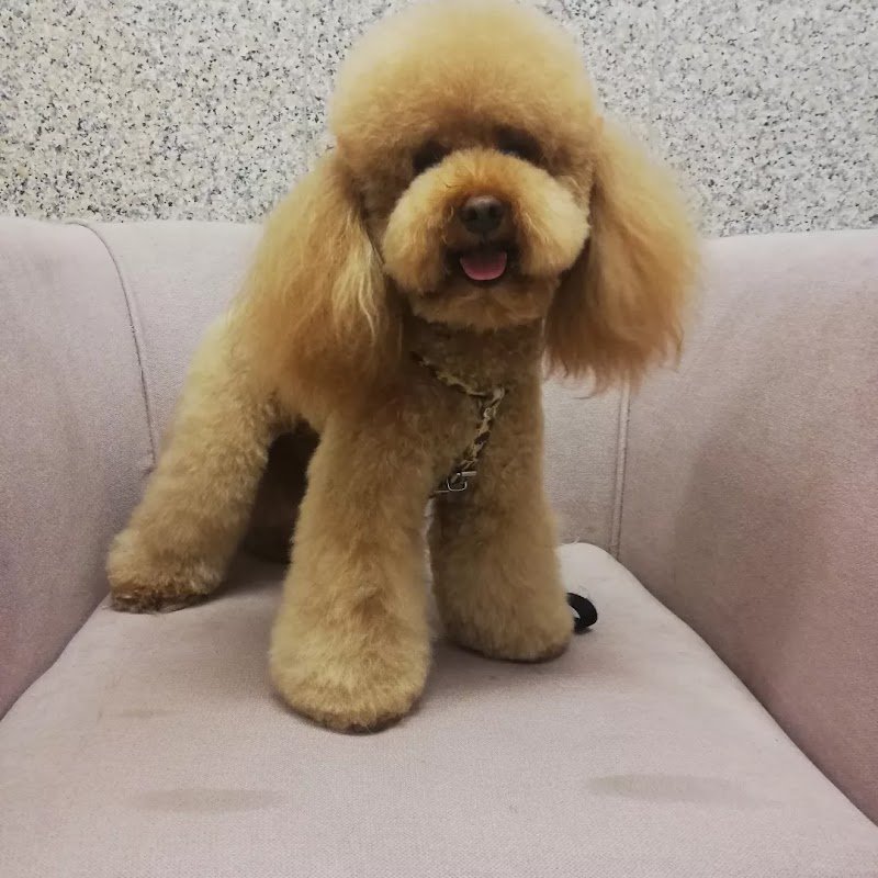 Toelettatura bolle e coccole - Foto 3