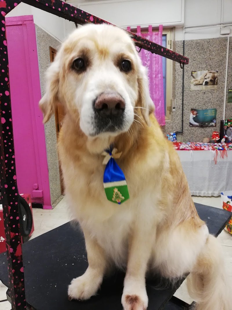 Toelettatura bolle e coccole - Foto 4