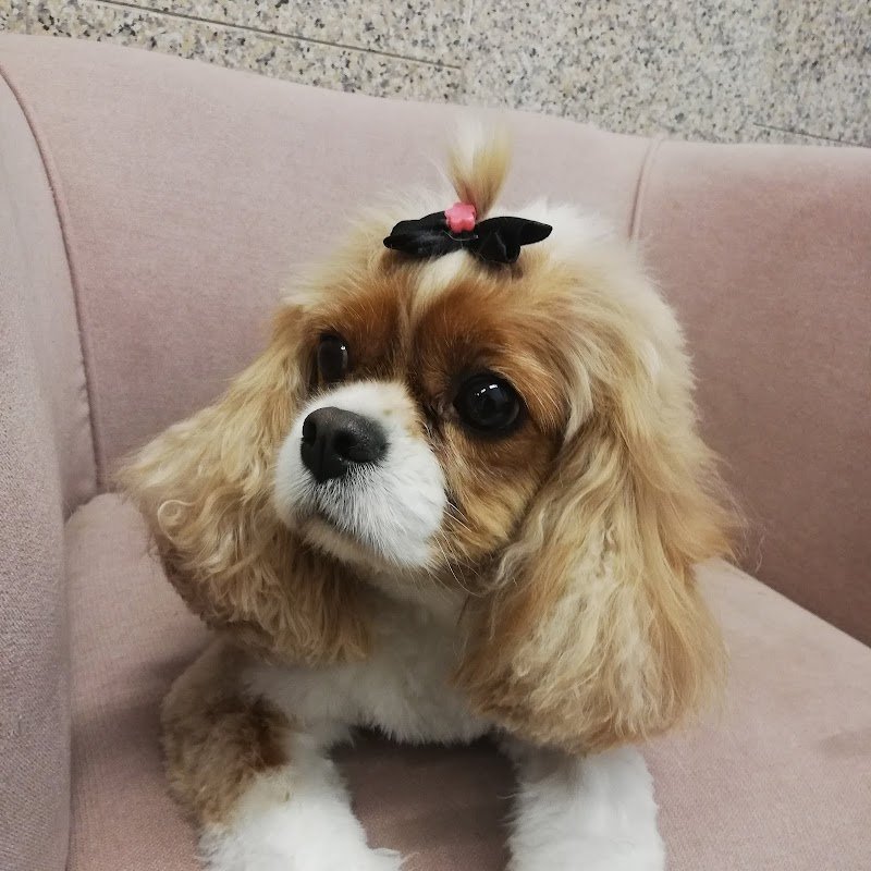 Toelettatura bolle e coccole - Foto 6