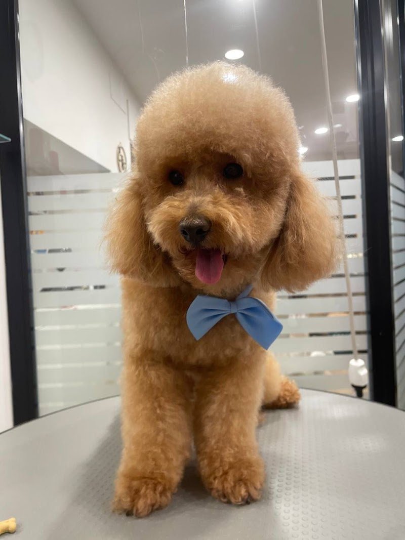 Toelettatura Bonazzi - Foto 2