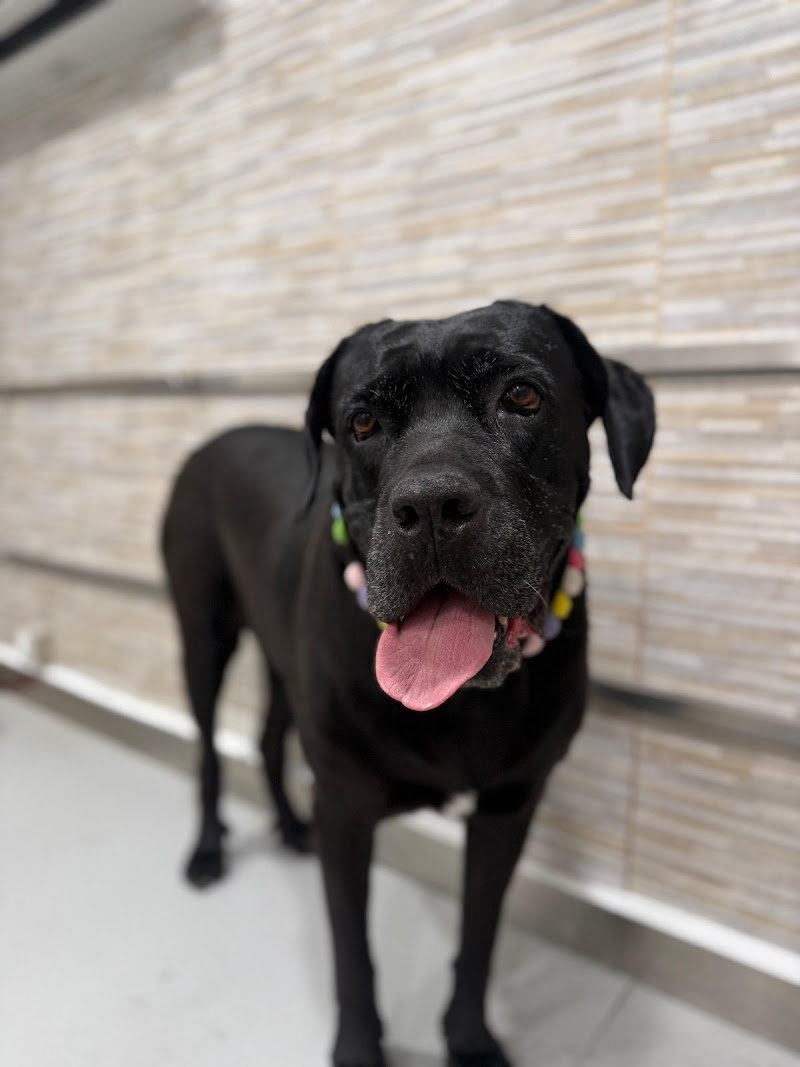 Toelettatura Bonazzi - Foto 5