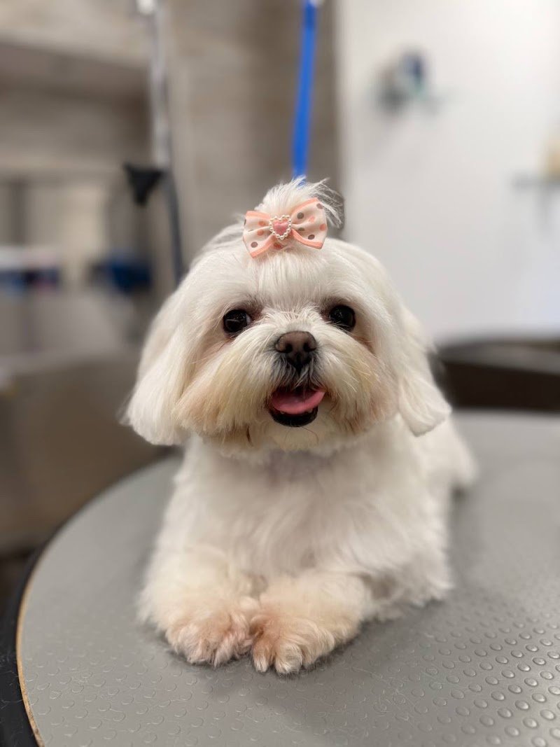 Toelettatura Bonazzi - Foto 4