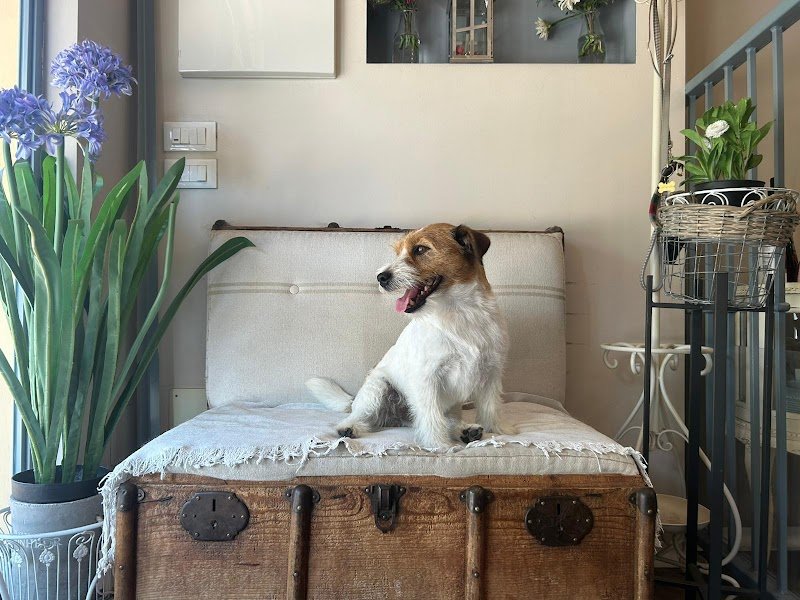 Toelettatura Bonheur & Spa di Gnocchi Salvatore - Foto 2