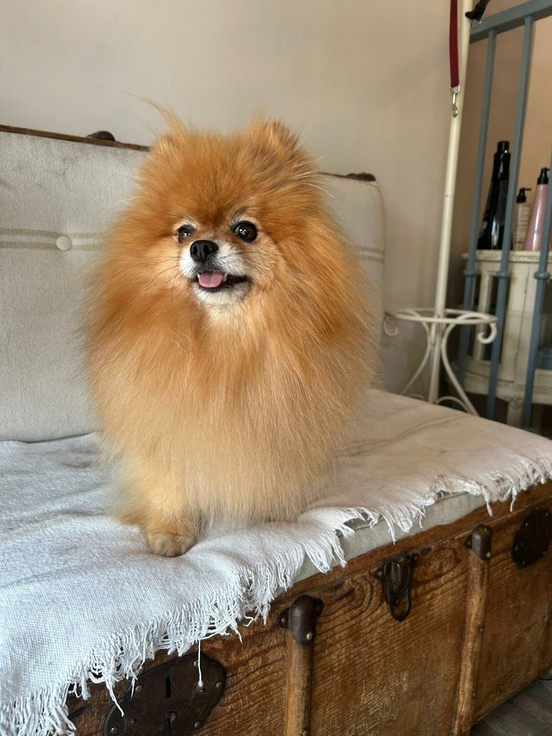 Toelettatura Bonheur & Spa di Gnocchi Salvatore - Foto 3