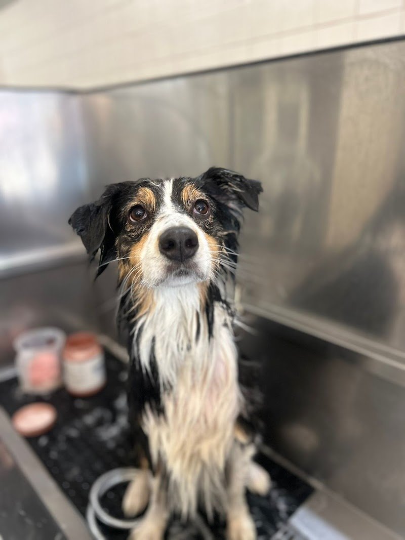 Toelettatura Bonheur & Spa di Gnocchi Salvatore - Foto 4