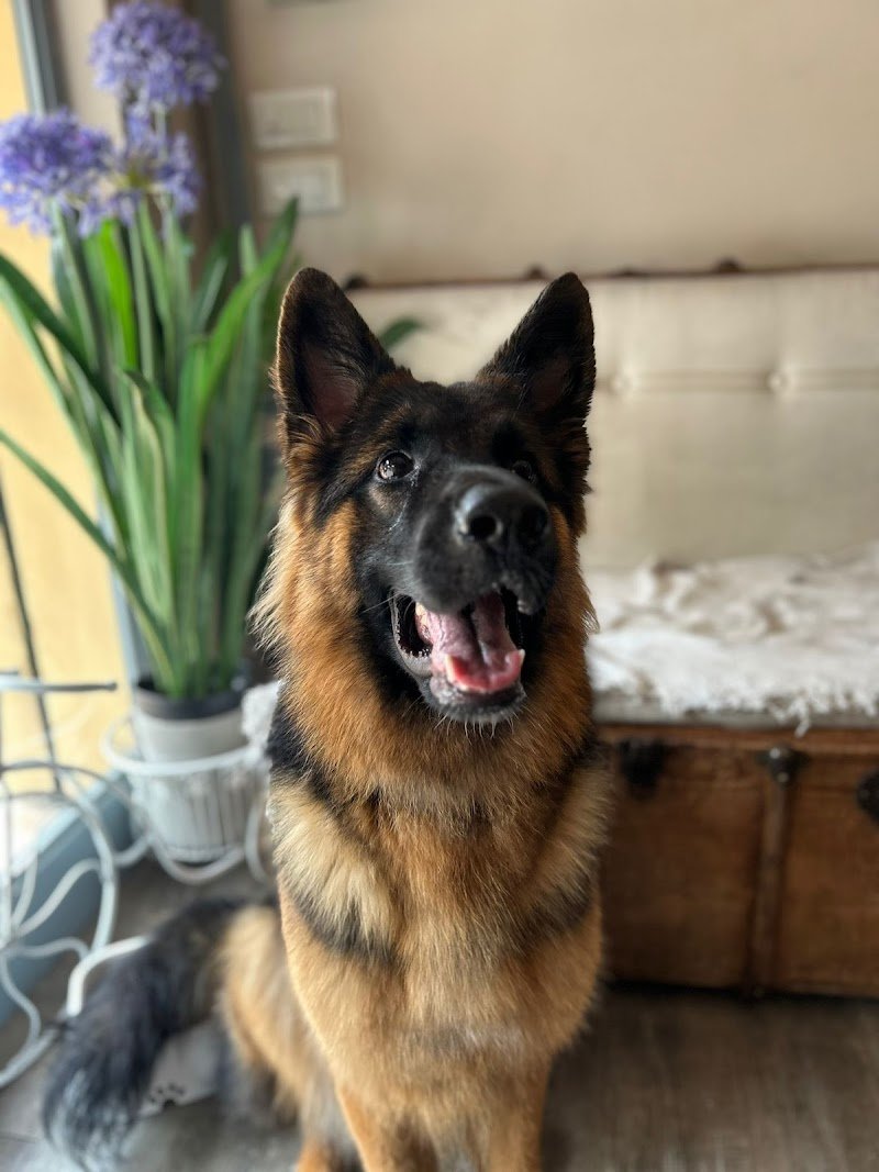 Toelettatura Bonheur & Spa di Gnocchi Salvatore - Foto 5