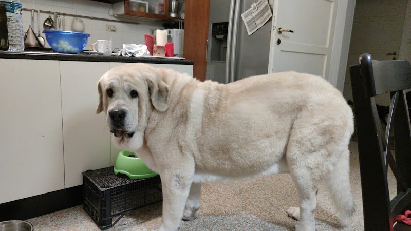 Toelettatura Bonheur & Spa di Gnocchi Salvatore - Foto 6