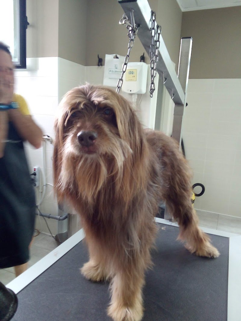 Toelettatura by Luca - Foto 1