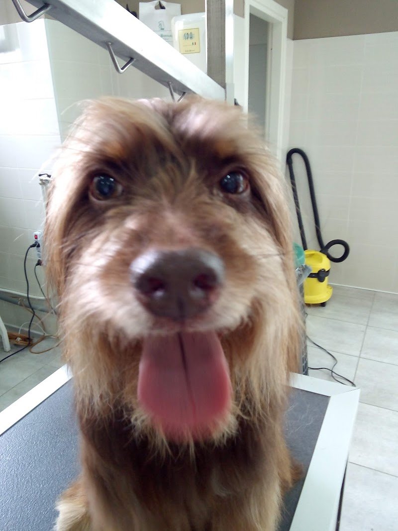 Toelettatura by Luca - Foto 2