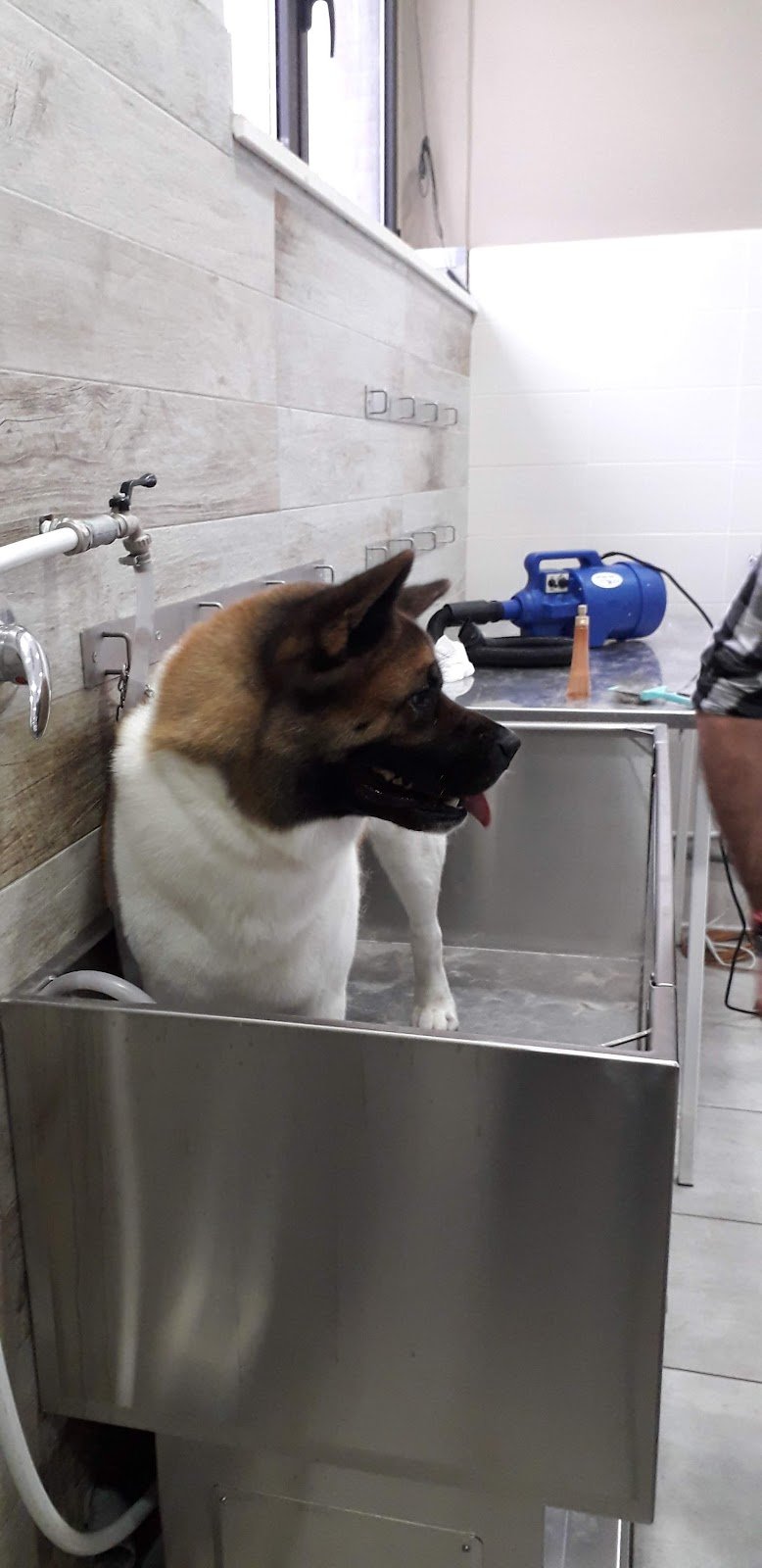 Toelettatura by Luca - Foto 3