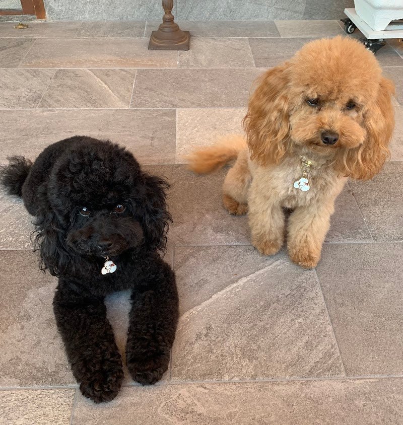 Toelettatura Cani con i Fiocchi - Foto 1