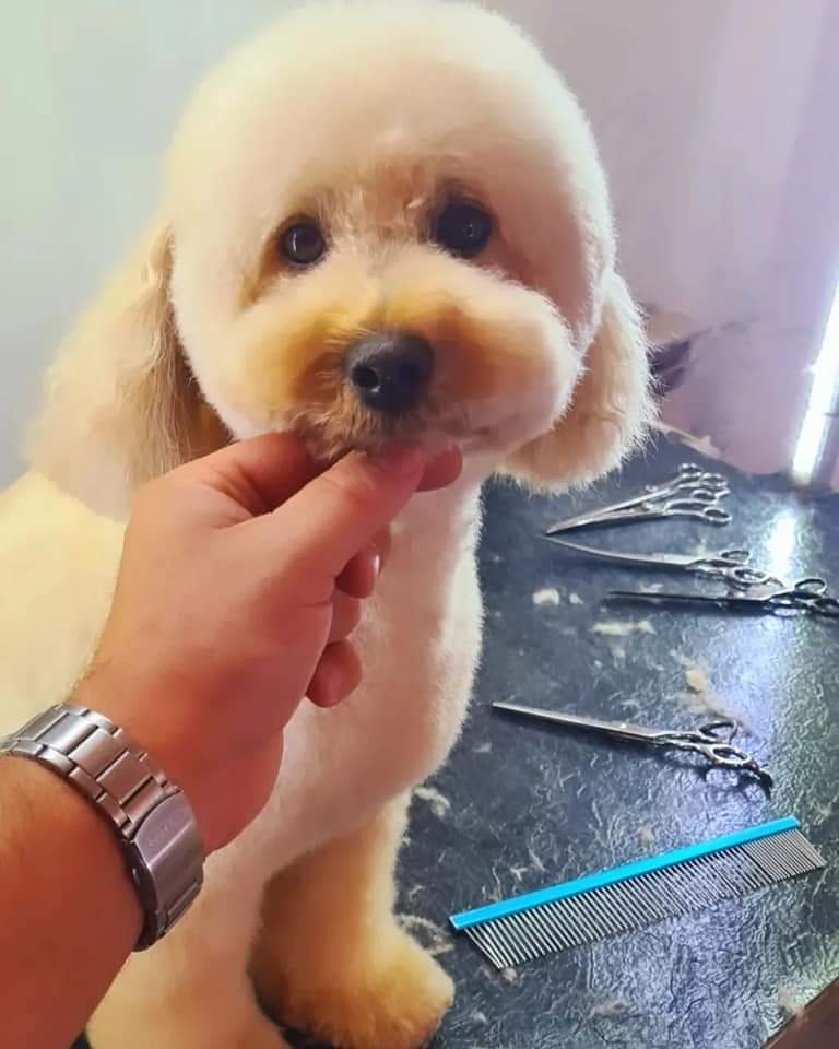 Toelettatura Cani con i Fiocchi - Foto 3