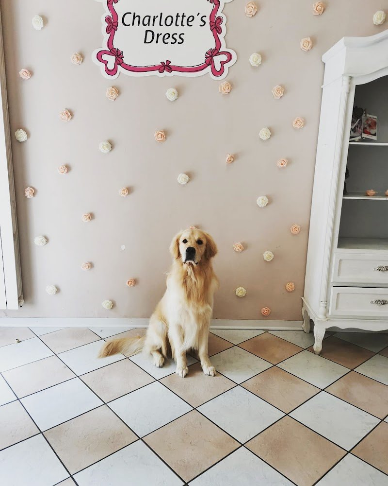 Toelettatura Cani con i Fiocchi - Foto 4