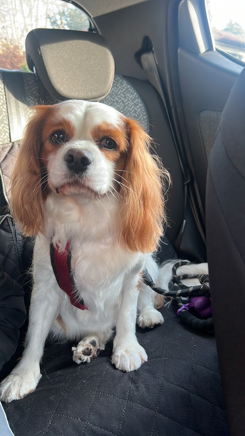 Toelettatura Cani con i Fiocchi - Foto 5