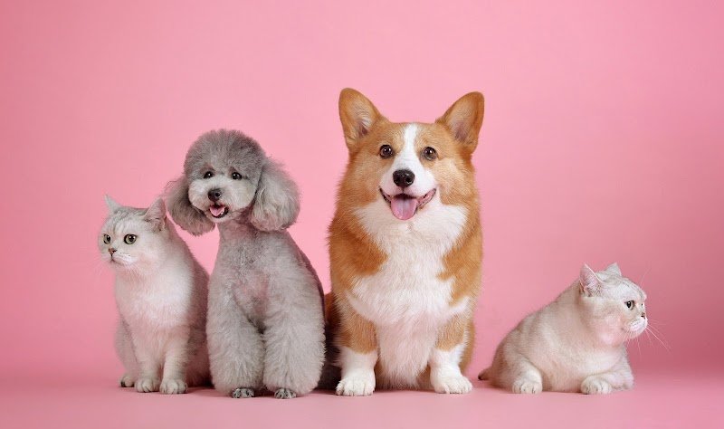 Toelettatura Cani Cormano | 2M PETS - Foto 1