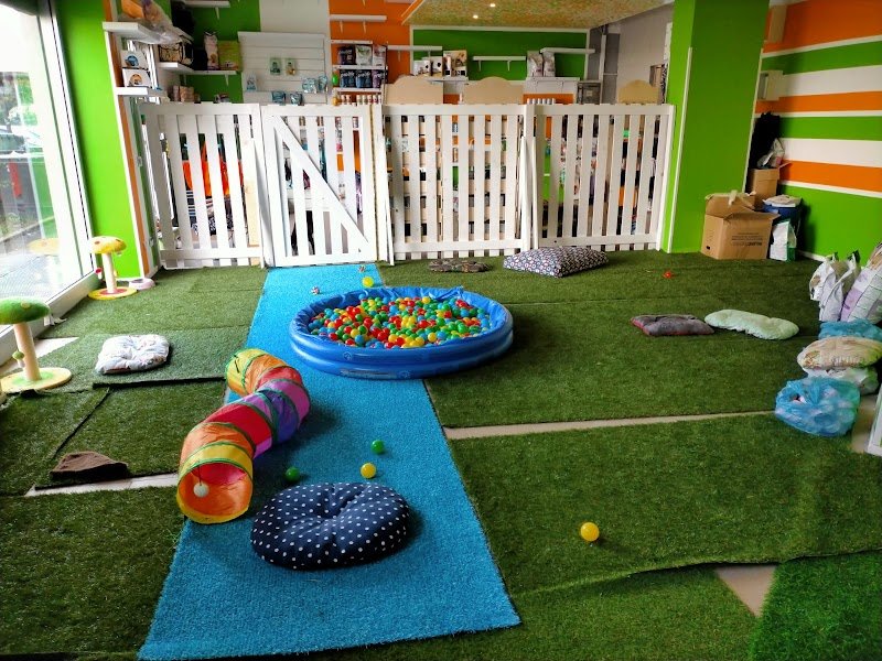 Toelettatura Cani Cormano | 2M PETS - Foto 2