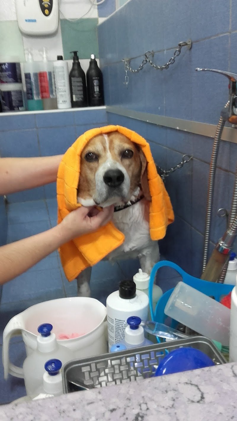 Toelettatura cani e gatti ad Enna Conlacoda - Foto 2