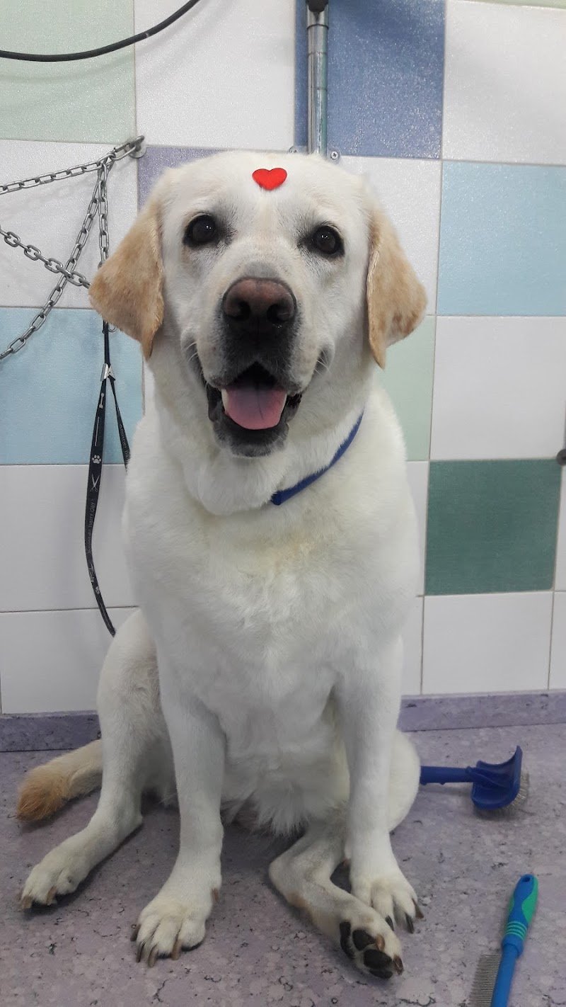 Toelettatura cani e gatti ad Enna Conlacoda - Foto 3