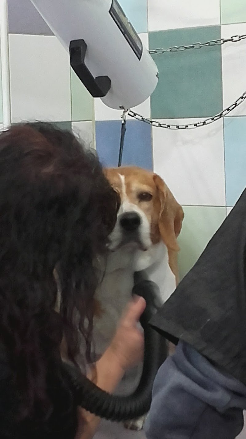 Toelettatura cani e gatti ad Enna Conlacoda - Foto 4