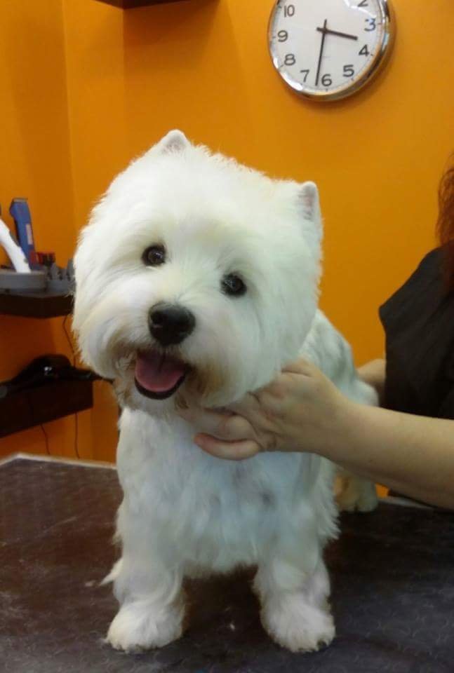 Toelettatura cani e gatti ad Enna Conlacoda - Foto 5