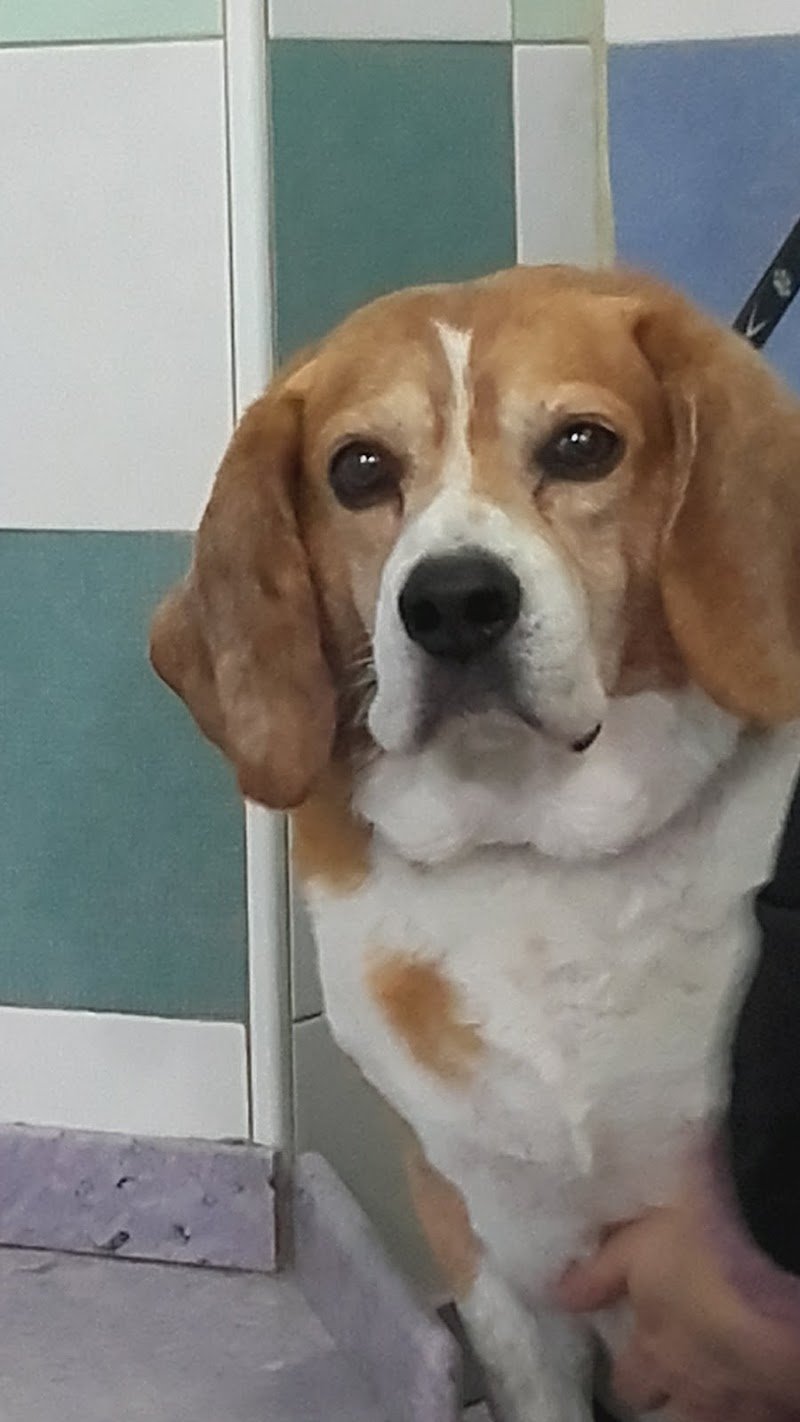 Toelettatura cani e gatti ad Enna Conlacoda - Foto 6