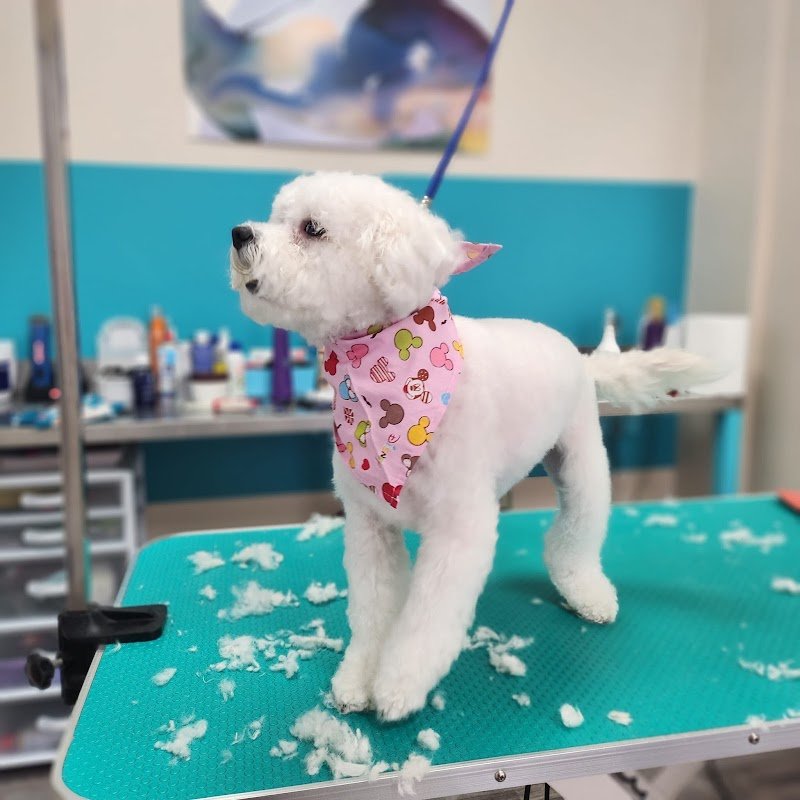 Toelettatura cani e gatti Scubidù - Foto 2