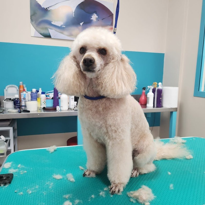 Toelettatura cani e gatti Scubidù - Foto 3