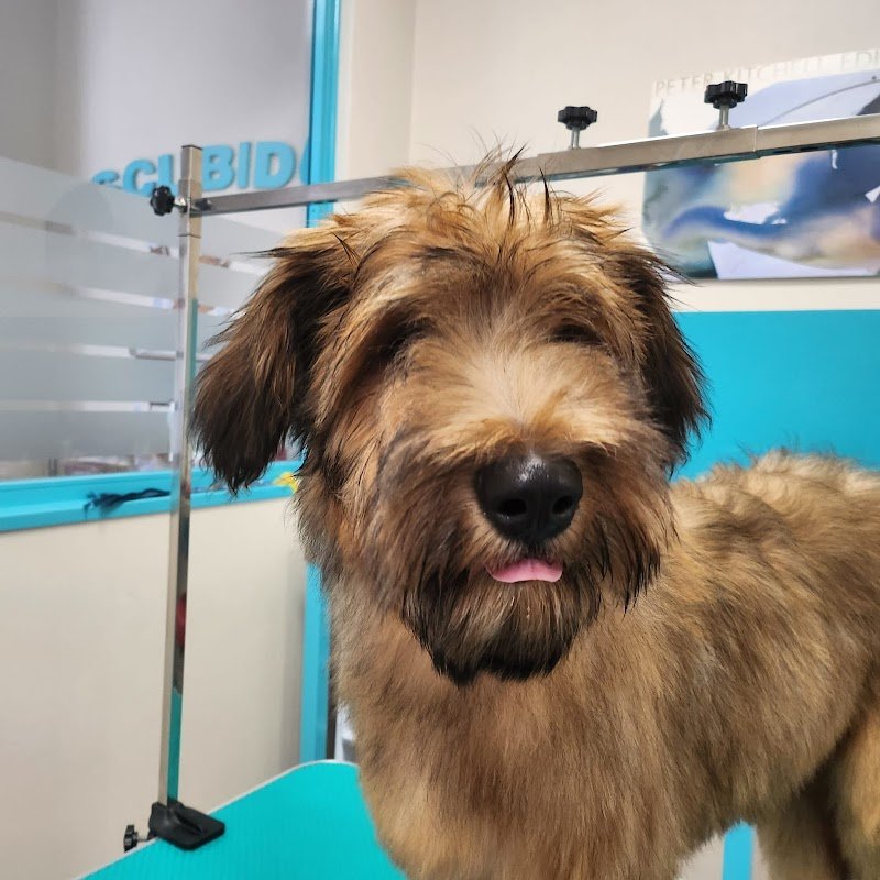 Toelettatura cani e gatti Scubidù - Foto 4