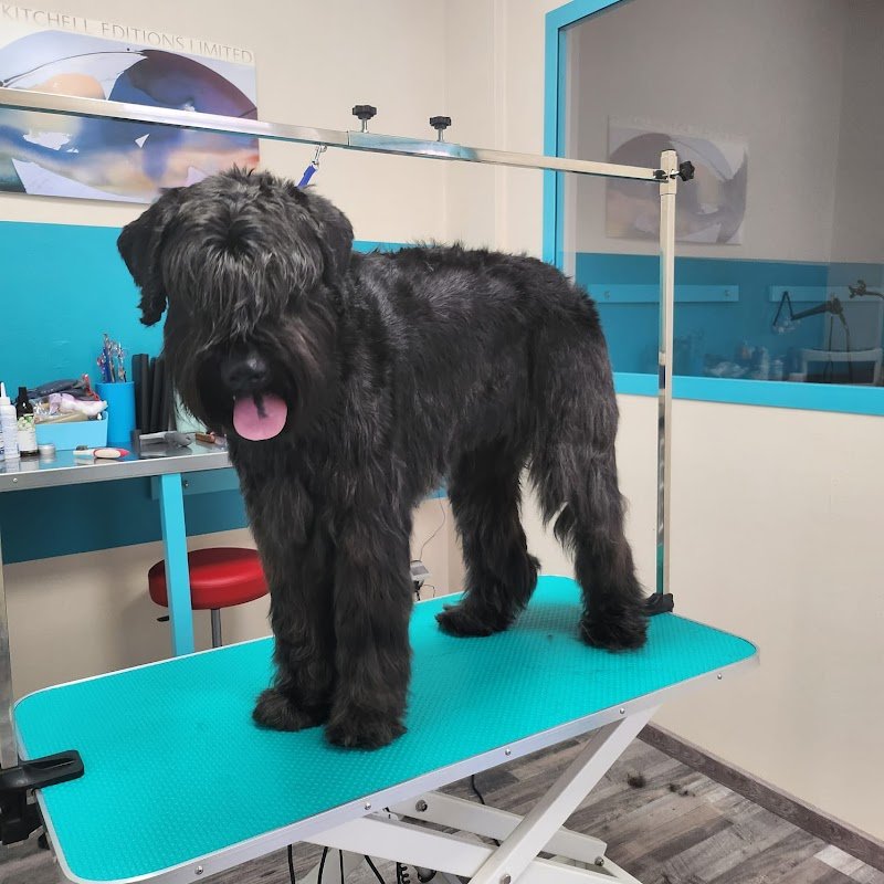 Toelettatura cani e gatti Scubidù - Foto 5