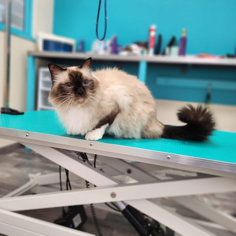 Toelettatura cani e gatti Scubidù - Foto 6