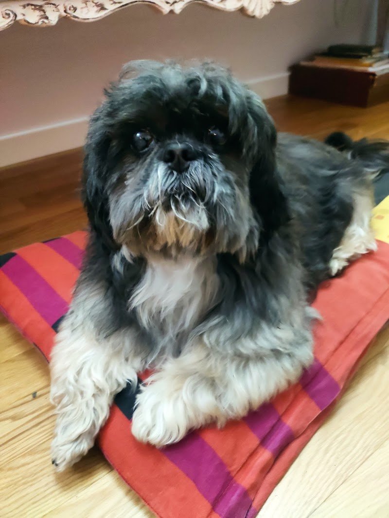 toelettatura cani e gatti Snoopy di Laura - Foto 1