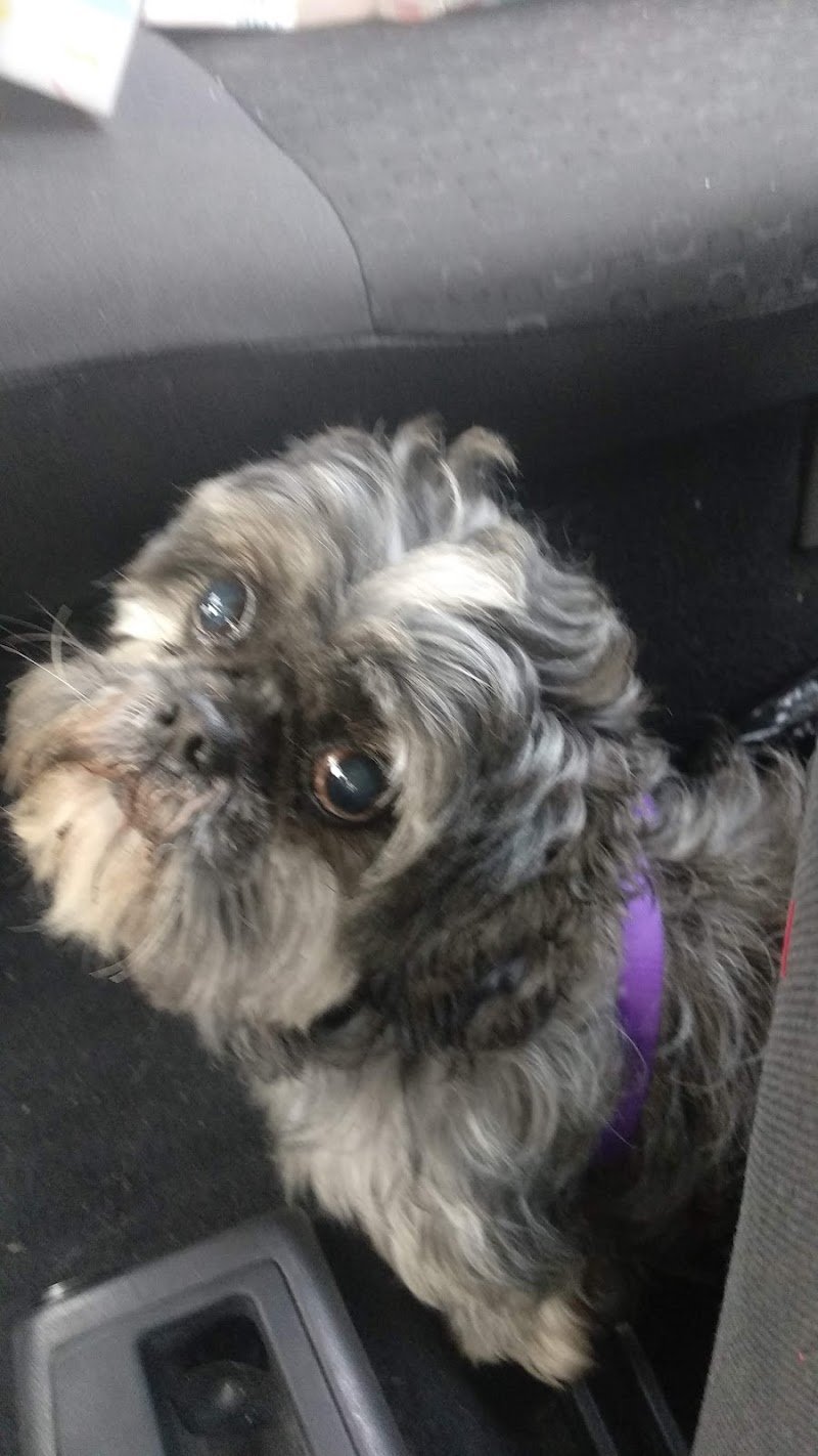 toelettatura cani e gatti Snoopy di Laura - Foto 2